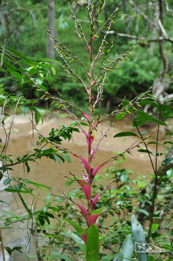 Trilha para a cachoeira do Siriú, em Garopaba, no litoral sul de Santa Catarina